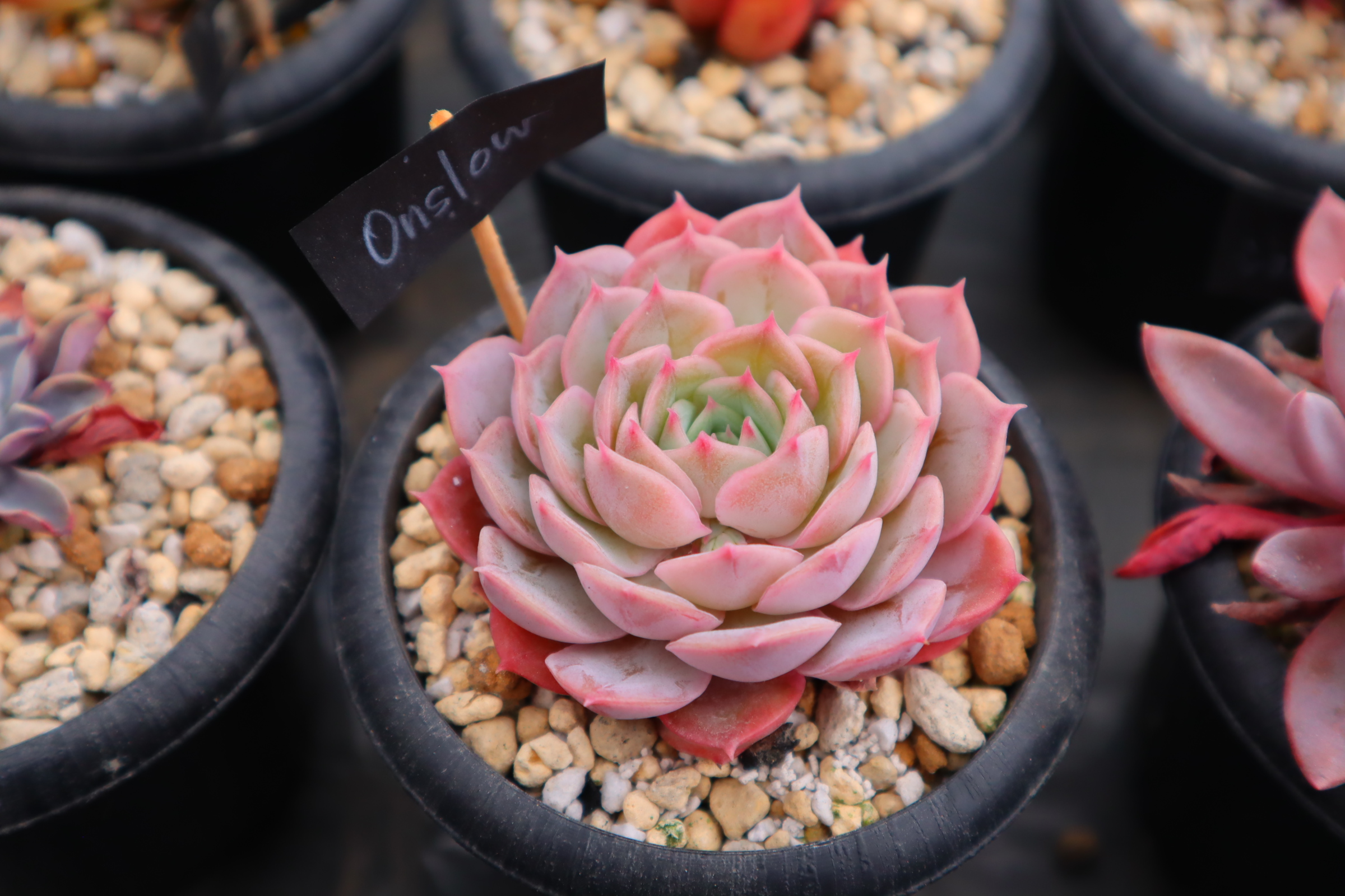 多肉植物 ヒューミリス　抜き苗　大和高原の多肉屋 多肉植物 ヒューミリス 抜き苗 大和高原の多肉屋