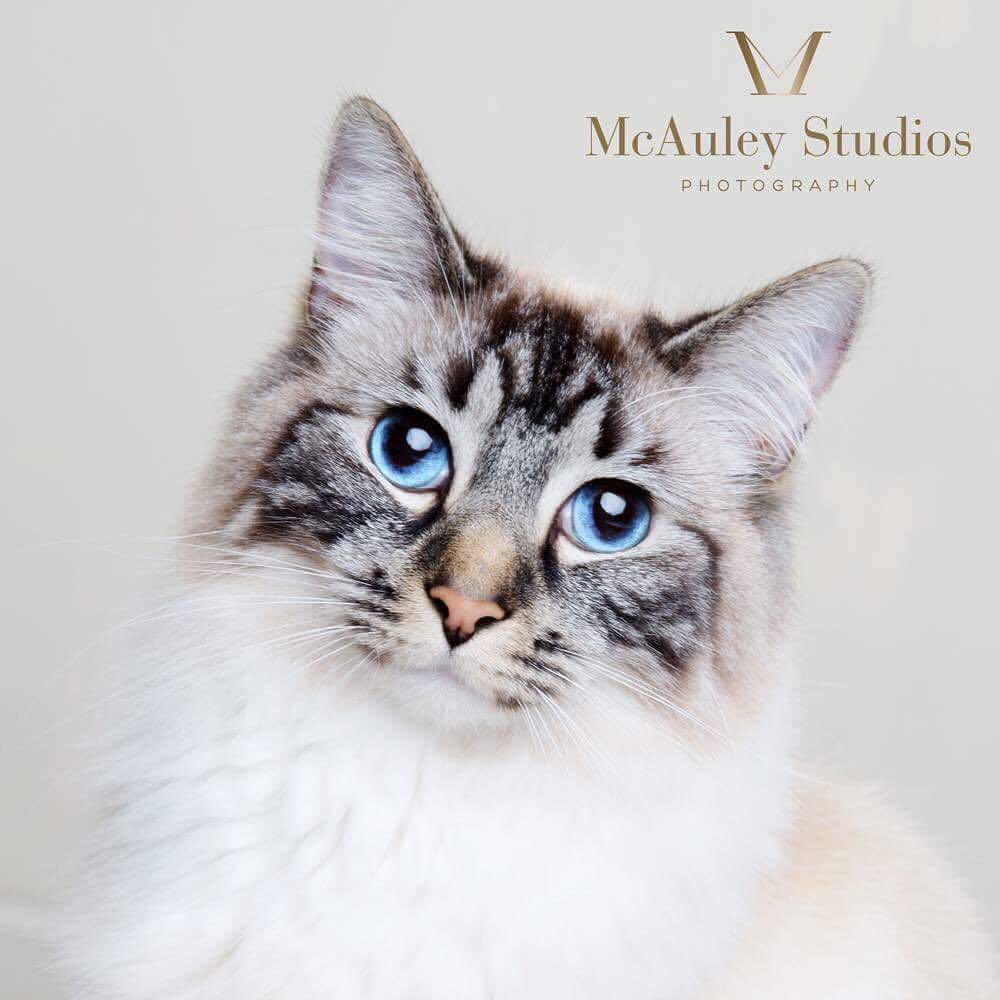 barnard_lucy's tweet photo. The Heatons’ first virtual pet show is here! Enter by 21st Feb - the top prize is a photoshoot and framed print by the amazing @mcauleystudios Judging by @justinmoorhouse All pets welcome 🥰 @stjohns_primary @4HTA @HeatonsPost @MoorMag https://t.co/u9e0scXw93