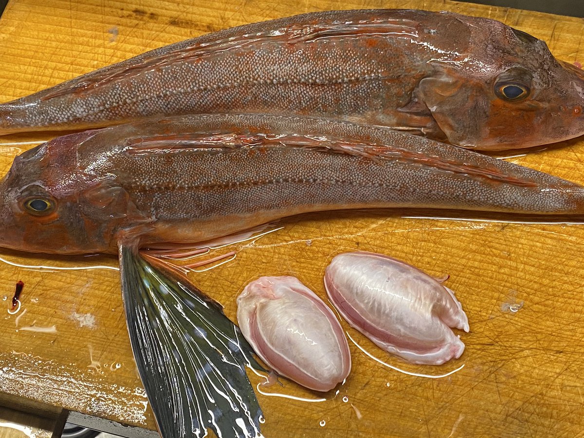 Funa ホウボウの鳴き袋 浮き袋 は身とは全く違う味わいで脂も結構あって美味かったですよ 今まで捨ててたのもったいなかったな Funa ホウボウの鳴き袋 浮き袋 は身とは全く違う味わいで脂も結構あって美味かったですよ 今まで捨ててたのもったいなかったな