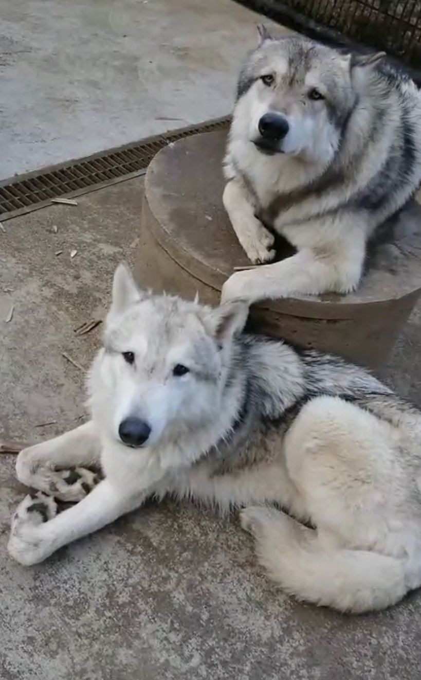 仲良し狼犬兄弟 - Hledat / X