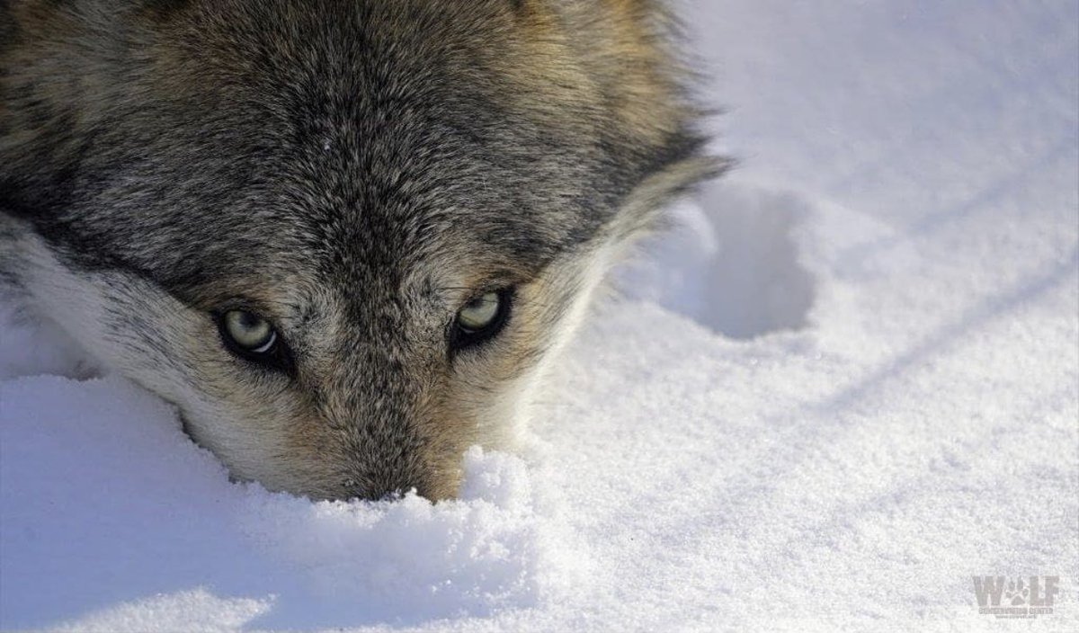 nywolforg's tweet image. Chill like a wolf.