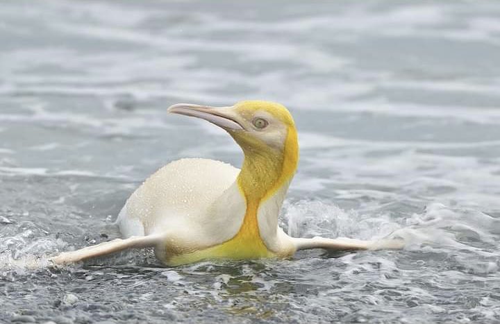 Au_Erithacus's tweet photo. Somebody sent me these pictures to my WhatsApp and I really don’t know who is the author. But how fascinating is this bird? 😱😱😱 https://t.co/hUgjfuhpZT