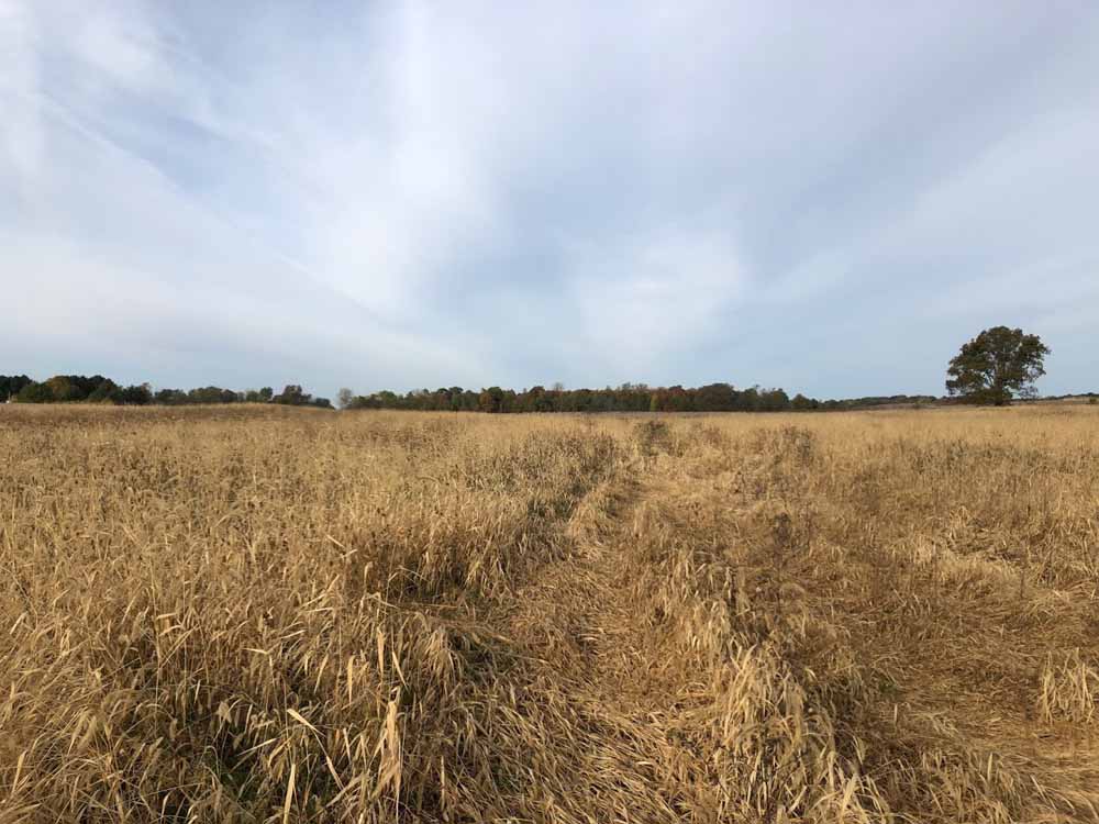 Phosphorus and Soil Health Management Practices - by Duncan et al.  doi.org/10.2134/ael201… #openaccess #SoilHealth <a href="/USDA_ARS/">Agricultural Research Service</a> <a href="/CropAndSoil/">NC State Crop & Soil Sciences</a>