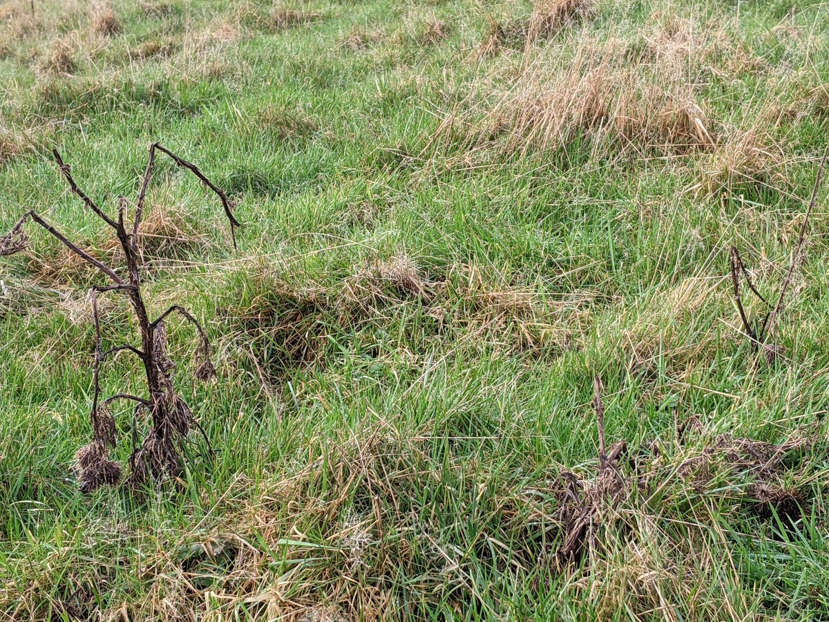 Tim White tweet media