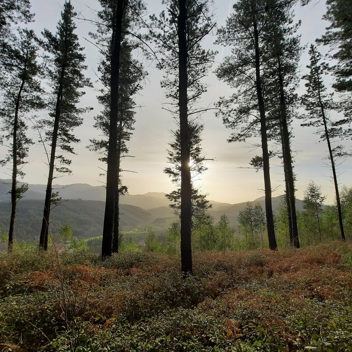 Goizean paseoan irten, piñudien artetik ibili eta paisai zoragarri hau ikusi!!! 🤩🌄
Urrunean, Dima herria ikusten da.
@Ibarrameteo <a href="/asier_mendia/">𝐀𝐬𝐢𝐞𝐫 𝐌𝐞𝐧𝐝𝐢𝐚</a> <a href="/baraiaetxabur/">AINHOA BARAIAETXABUR</a> <a href="/Noainmeteo/">Davidd</a> <a href="/meteodelnorte/">La Meteo del Norte</a> <a href="/ubetxaga/">amagoiakortazar</a> @Sakatiok <a href="/urnietameteo/">jonathan lopez</a> <a href="/ZubizarretaPili/">Pili Zubizarreta Salvador</a>