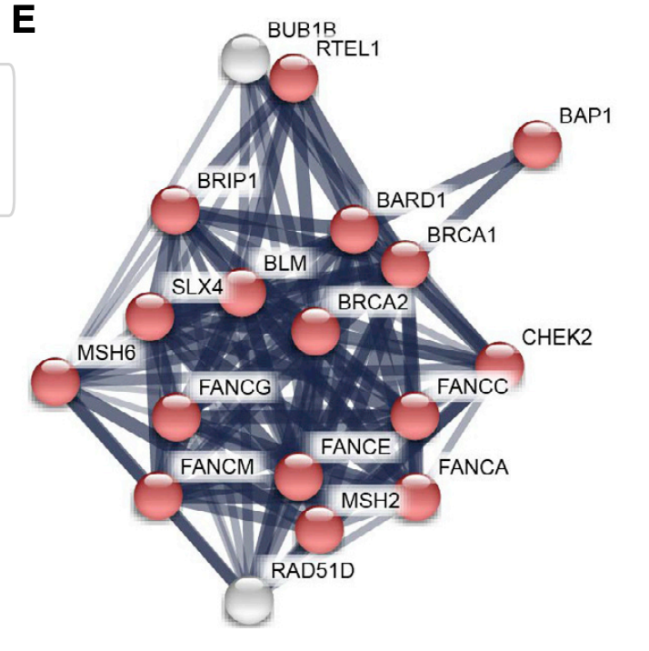 Genes that had many guides score are highly connected in String-db, as you'd expect. If interested in DNA damage, also see a paper from  @CicciaAlberto group!