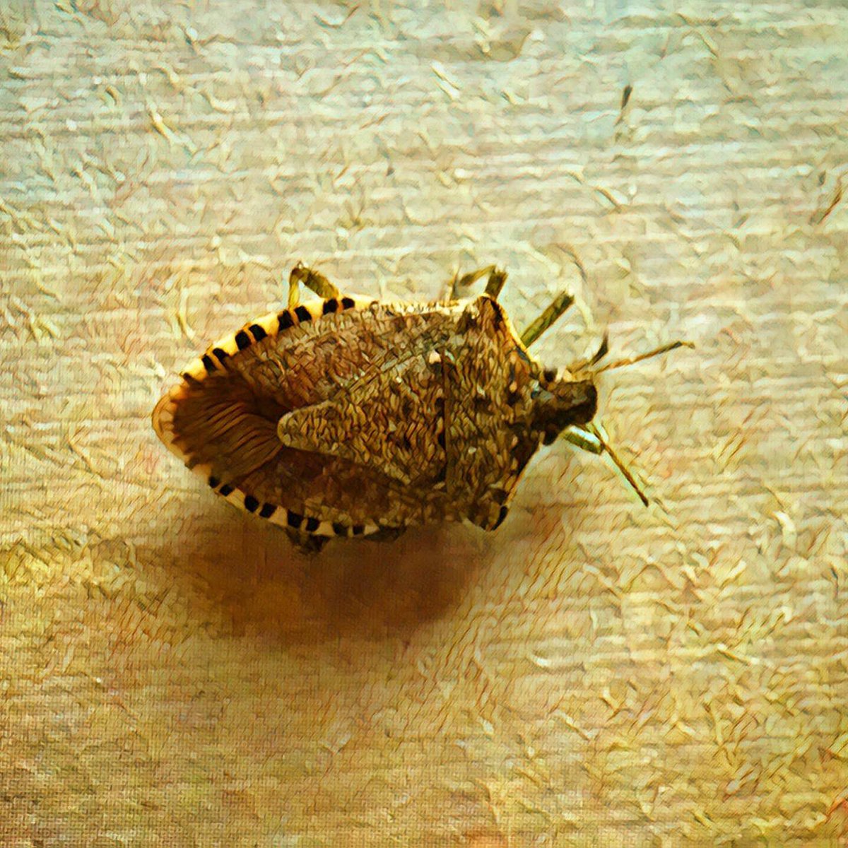 r_fototkr's tweet image. What IS this dead bug I just found in my livingroom??? @NatGeo #deadbug #overandunder #bug #thehorrors