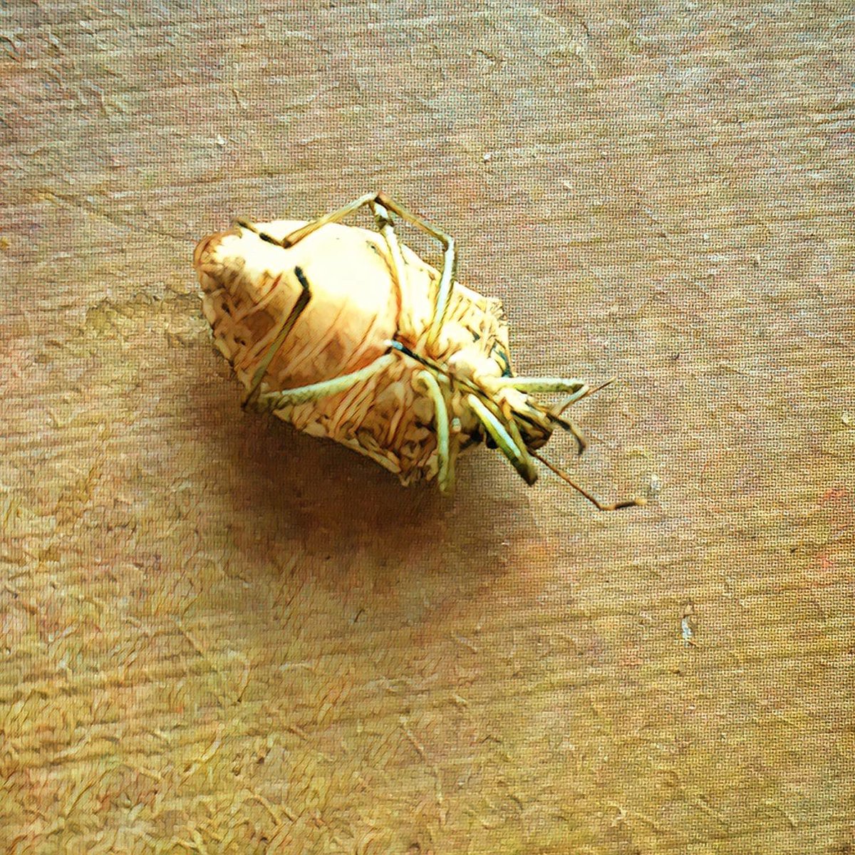 r_fototkr's tweet image. What IS this dead bug I just found in my livingroom??? @NatGeo #deadbug #overandunder #bug #thehorrors