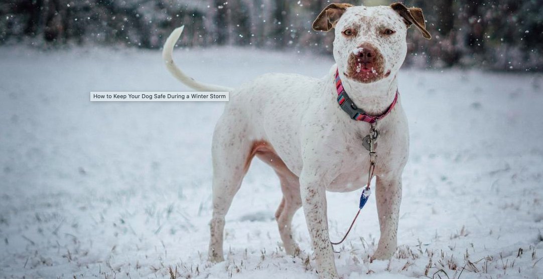 As winter weather continues to impact much of the US, BringFido is always ready to assist you during any emergency situation. Call our Canine Concierges at 877-411-3436 for assistance finding a safe place to go with pets.  bringfido.com/blog/how-to-ke…
