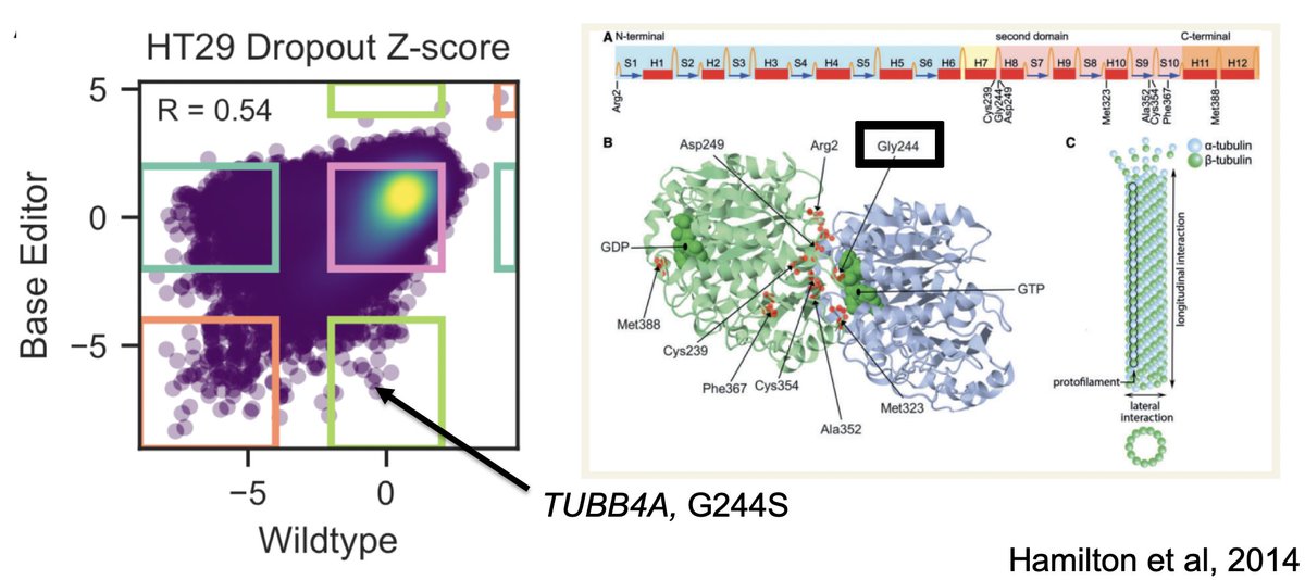 Here's one such example, a guide predicted to introduce G244S mutation in TUBB4A. When knocked out, other TUBB genes can compensate, but when this mutation is around / expressed, it prevents proper assembly of tubulin assembly. Pretty nifty!