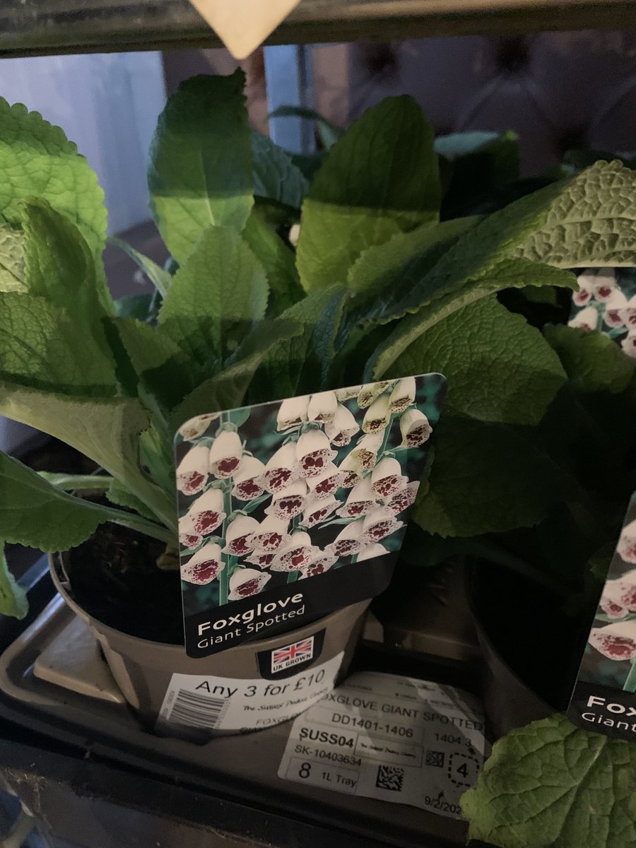 Sussex Produce Co. (@sussexproduce) on Twitter photo 