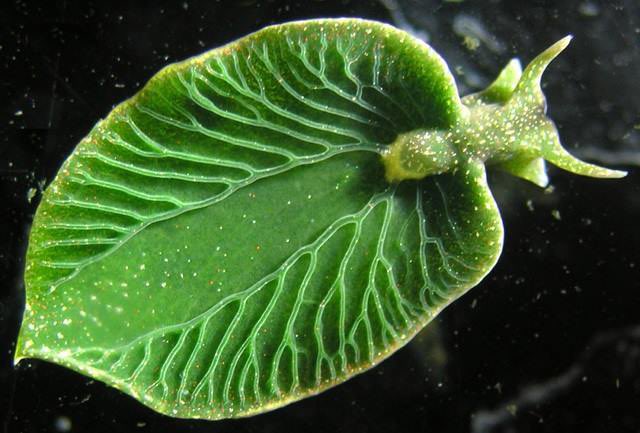Today I discovered there are sea slugs that look like rabbits (Jorunna parva - sea bunny), sheep (Costasiella kuroshimae - leaf slug/leaf sheep), cows (Peltodoris atromaculata - dotted sea slug/sea cow) and leaves (Elysia chlorotica)
This has made me happy.