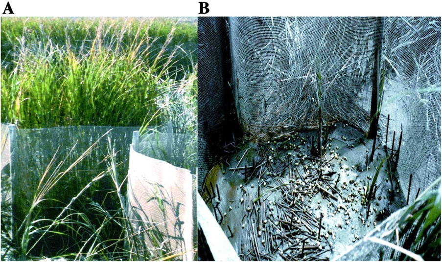 Snails recruit and grow well in the tall cordgrass zone, and have potential to be a potent grazer if unchecked, but are eaten like popcorn by nektonic predators such as blue crab  https://www.pnas.org/content/99/16/10500