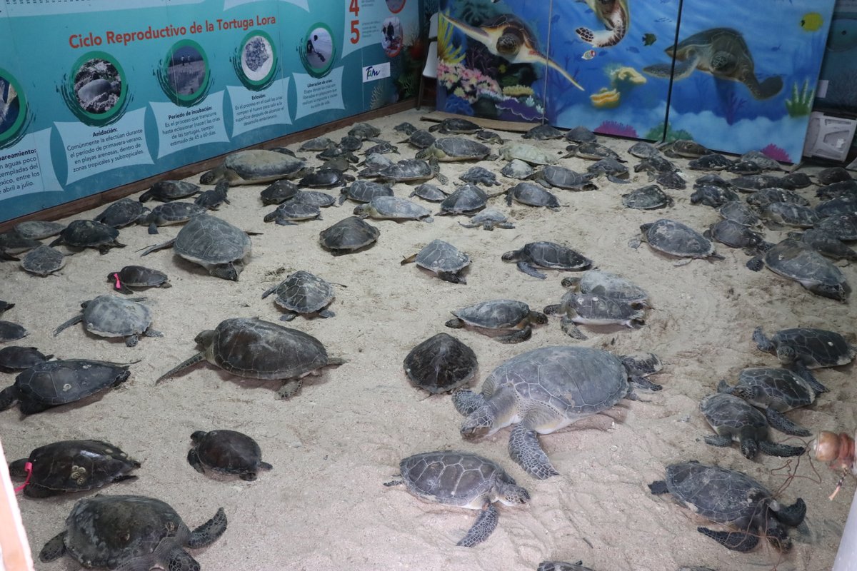 Al día de hoy se han rescatado más de 140 ejemplares juveniles de #TortugaVerde en la playa #LaPesca, varadas por hipotermia. 
Personal técnico se encarga de resguardarlas en un lugar especial para brindarles calor, y una vez que pase el letargo ser liberadas.