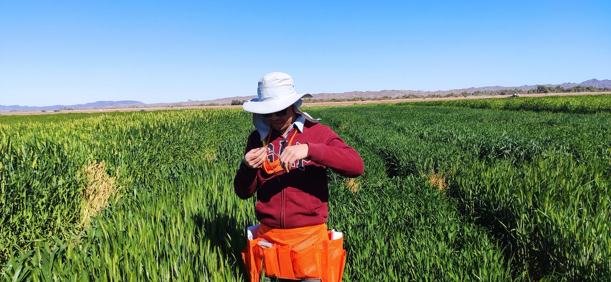 Feeling good to be back in wheat and Yuma! Selection of pollination parent for hybrid wheat.
#PowerPollen #YumaAZ