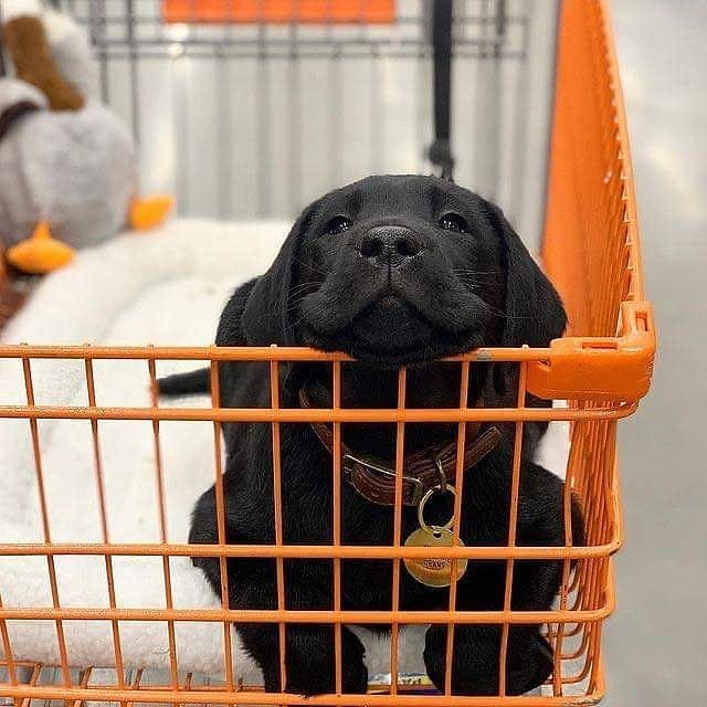 LocalPetService's tweet image. He wants to play🥰🥺💓⠀⠀⠀ 
.
Like👍💓
Comment📝
Share 🖇
.
Follow 👉@LocalPetService
Follow 👉@LocalPetService
.
#labradorretriever  #BlackTwitter #dogcolor #petlovers #wanttoplay #Playtime