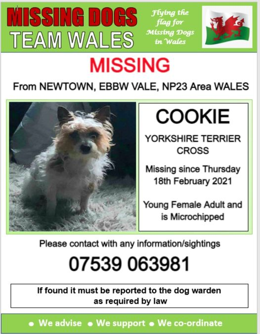 🔻 COOKIE IS MISSING FROM NEWTOWN EBBW VALE NP23 🔺️ Since Thursday 18th Feb 💥 Cookie is MICROCHIPPED so please look out for this little one 💥 @EbbwValeCC @EBBwebdesign @ebbwvalesteeler @ebbwvaledickies @EbbwValeStJohn @hb_ebbwvale