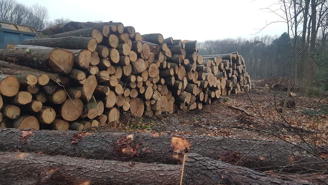 GroenIn033's tweet photo. Zo droevig... 😢
vandaag is Amersfoort een BOS kwijt geraakt... zomaar zonder enige aankondiging. 
Een prachtig gemengd bos met veel beuken tot zeker 150 jaar oud. 
Een paar hectare, wellicht wel weer 1000 bomen. Een van de laatste robuuste natuur direct grenzend aan de Utr weg https://t.co/nKYriEkp2I