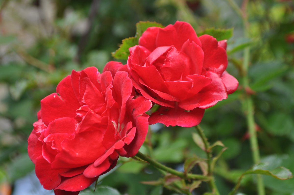 KVU Singers tweet media