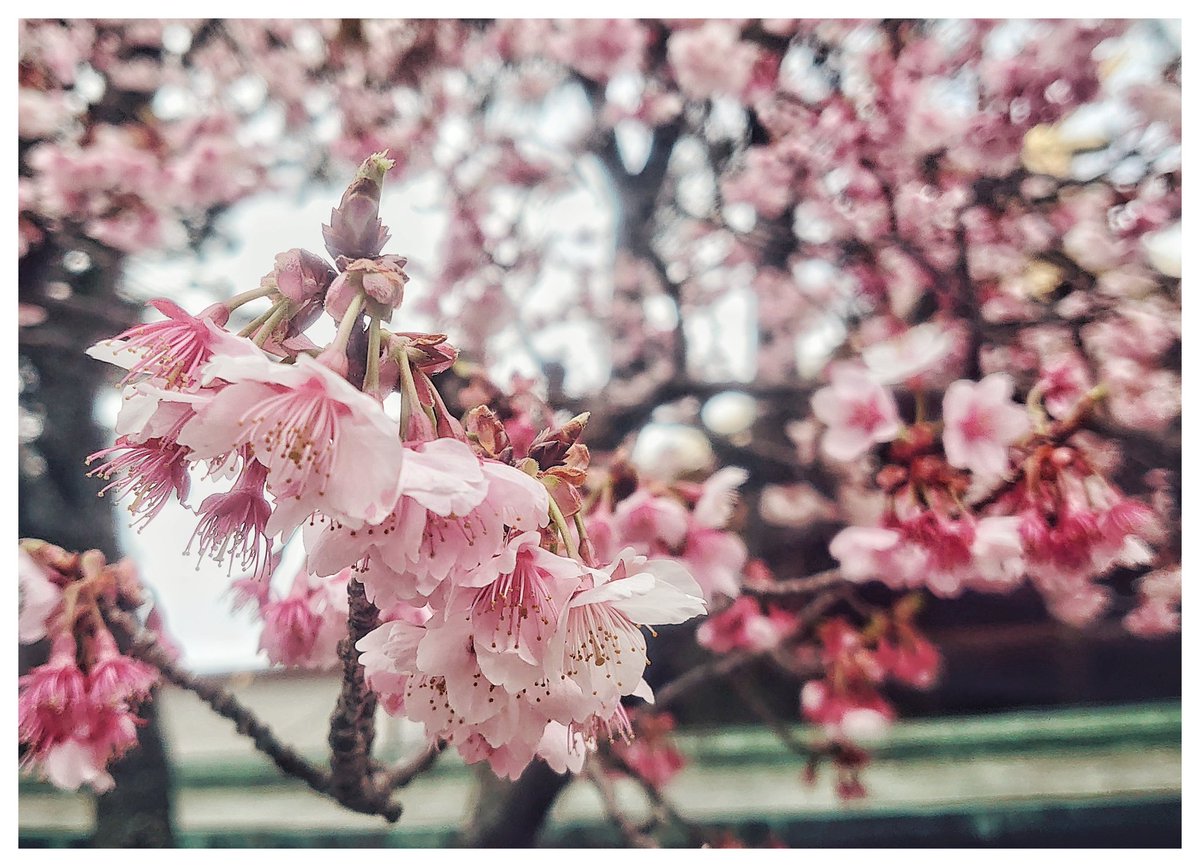 あーやん 宮地嶽神社の開運桜 よき方向に向かいますように アトリエ部 額装のない写真展 Xperia5 桜