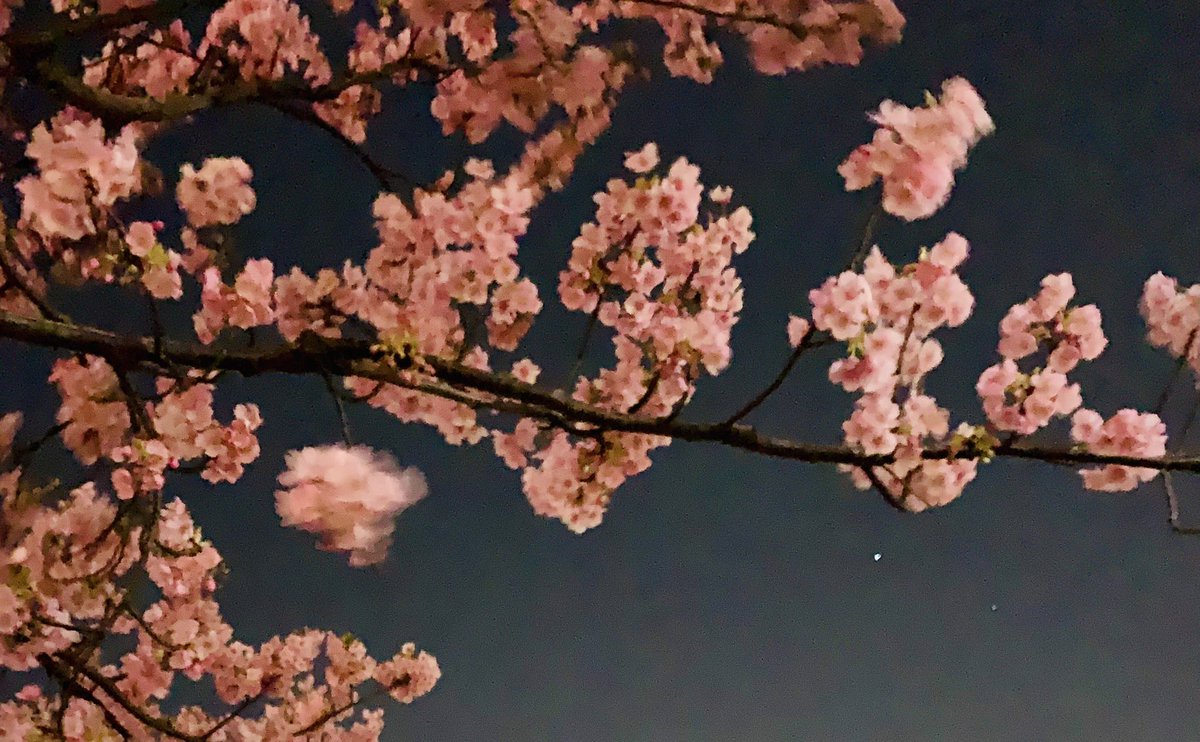 みんなー今日も一日お疲れ様なっしー♪ヾ(。゜▽゜)ノちらほら河津桜も咲き始めて春の気配はするものの夜は風吹いて流石に寒いなっしなー♪
みんな体調崩さないように気をつけてなっしー♪
熱々麻婆豆腐を布団に入れて寝てなっしー♪

明日もみんな健康で有ります様に梨汁ブシャー:＊

もやざくらー