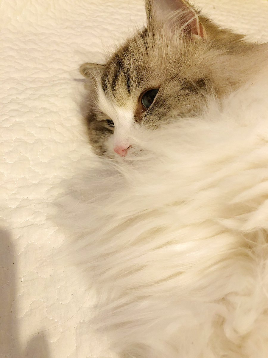ふわふわ猫たまみ Chouchoutotama Twitter