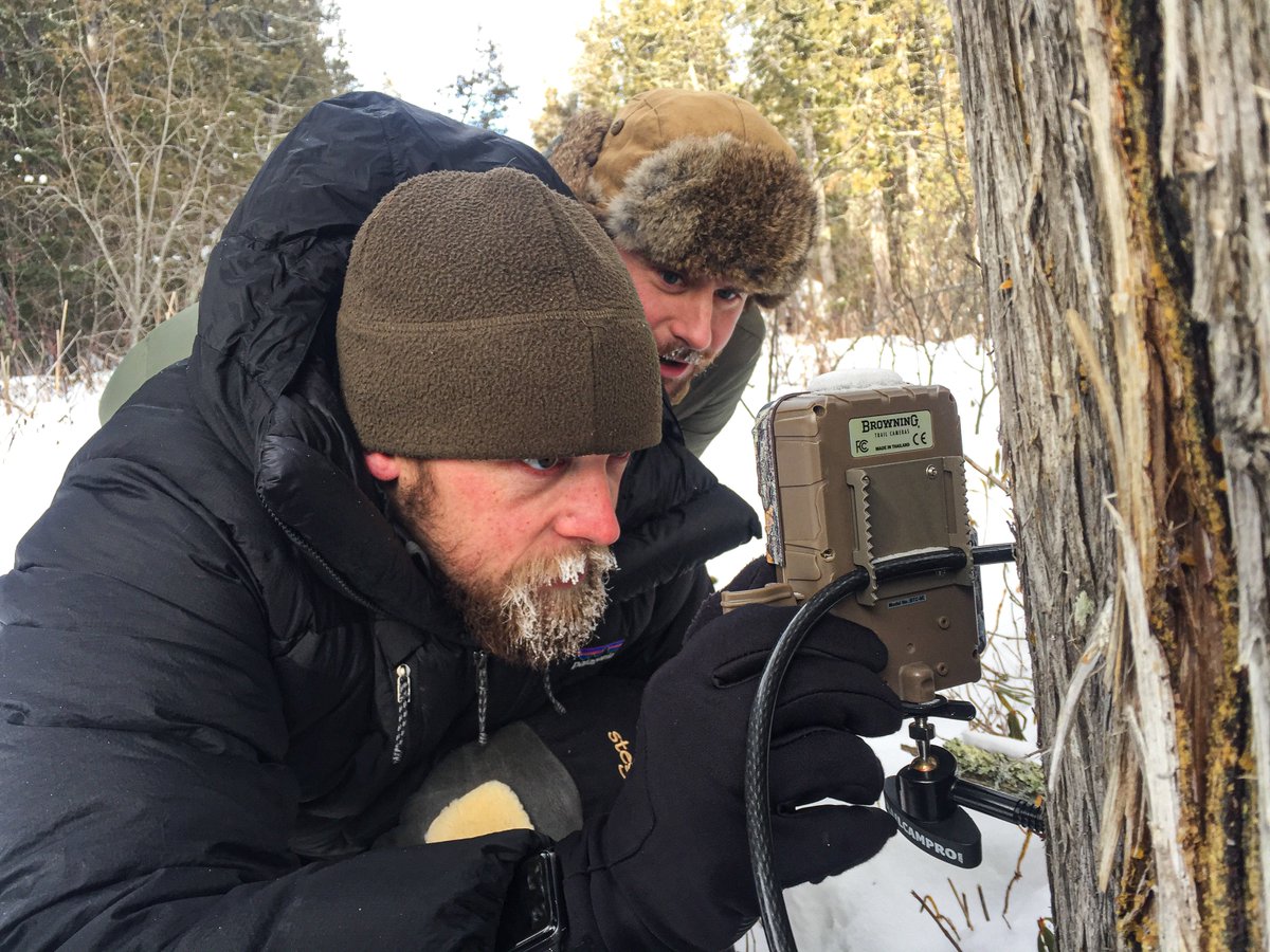 We were in the field last week and it was brutally cold with nighttime temperatures between -30 and -40 F every night and daytime highs around -6 to -10F. Nonetheless, it was a nice time to be in the woods…as long as we kept moving! (1/5)