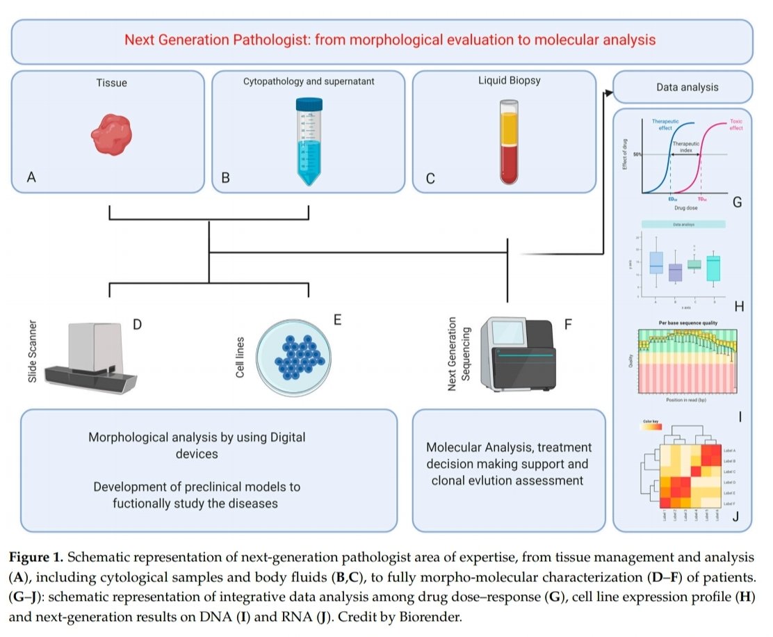 Umberto Malapelle (@umbertomalapel1) on Twitter photo The Role of the #Pathologist in the #Next-Generation Era of #Tumor #Molecular Characterization" by Angerilli, Galuppini and #4oncommunity <a href="/matteo_fassan/">Matteo Fassan</a> @NicolaFuscoMD <a href="/FabioPagni1/">fabio.pagni@unimib.it</a> <a href="/OncoAlert/">OncoAlert</a> <a href="/ChristianRolfo/">Christian Rolfo</a> <a href="/PasqualePisapia/">Pasquale Pisapia</a> <a href="/KMirza/">Kamran Mirza MD PhD - کامران مرزا</a> mdpi.com/2075-4418/11/2… The Role of the #Pathologist in the #Next-Generation Era of #Tumor #Molecular Characterization" by Angerilli, Galuppini and #4oncommunity <a href="/matteo_fassan/">Matteo Fassan</a> @NicolaFuscoMD <a href="/FabioPagni1/">fabio.pagni@unimib.it</a> <a href="/OncoAlert/">OncoAlert</a> <a href="/ChristianRolfo/">Christian Rolfo</a> <a href="/PasqualePisapia/">Pasquale Pisapia</a> <a href="/KMirza/">Kamran Mirza MD PhD - کامران مرزا</a> mdpi.com/2075-4418/11/2…