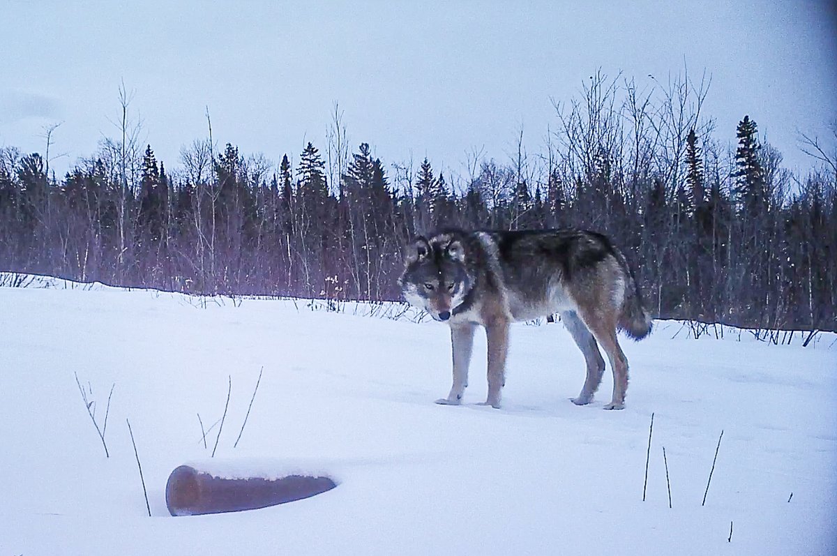 We got some interesting footage of Wolf V087 (see stills below) and the Fawn Crick Pack. The Fawn Crick Pack appears to be 3 wolves now and we think Wolf V087 has become the breeding male. This is quite surprising to us as V087 was a subordinate male in this pack last year. (3/5)