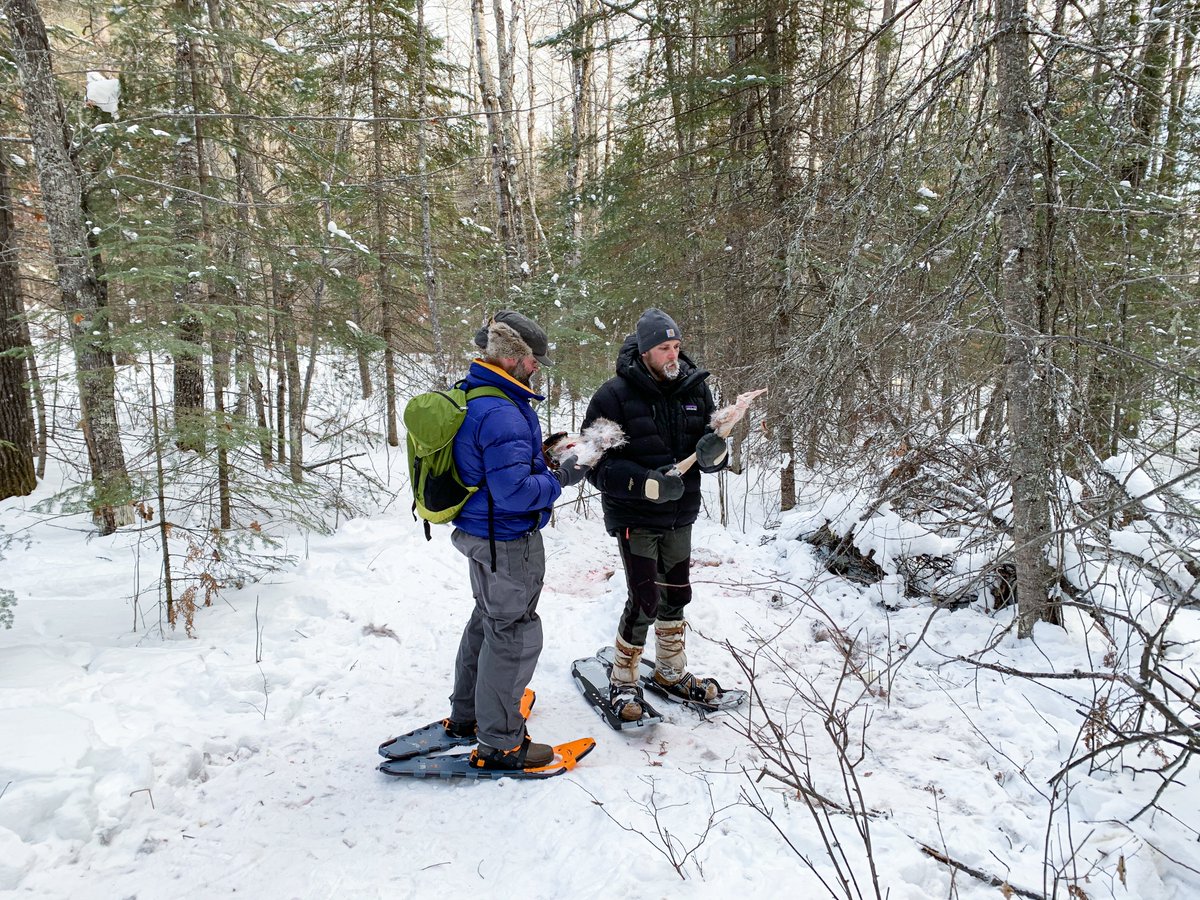 Not really sure what happened here but we will continue to study this pack.And, out of curiosity, we checked out some locations from our collared wolves and found 2 deer that these wolves had killed. Very little was left of either deer. (4/5)