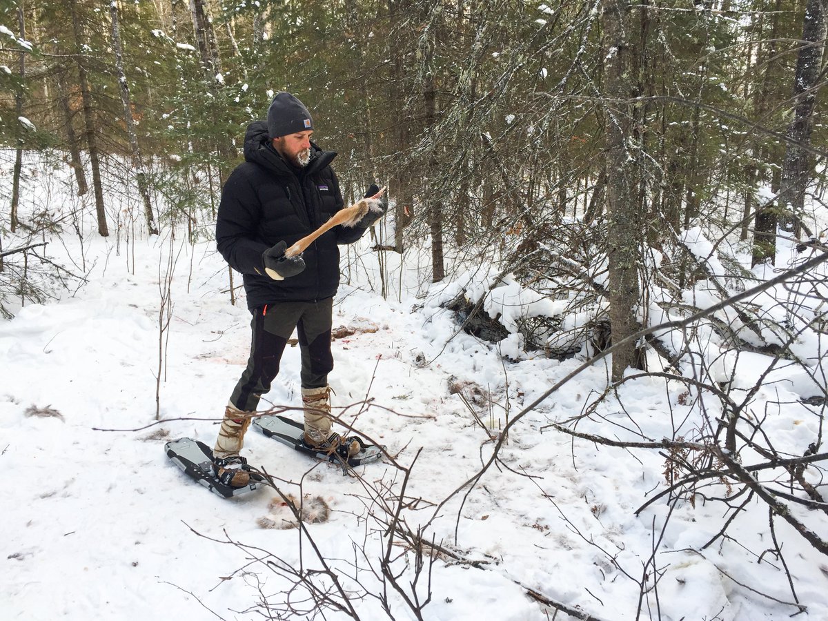 The snow is not super deep right now so we suspect it has been a leaner winter for wolves than usual. Typically, deeper snow makes it easier wolves for wolves to kill deer, especially if that deep snow has a frozen crust on it. (5/5)