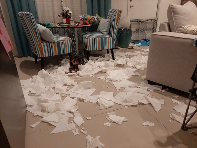 What I came home to last night🥴 https://t.co/tfwSkCHTED<a href="/tag/metime"class="tags"><span>#metime</span></a>