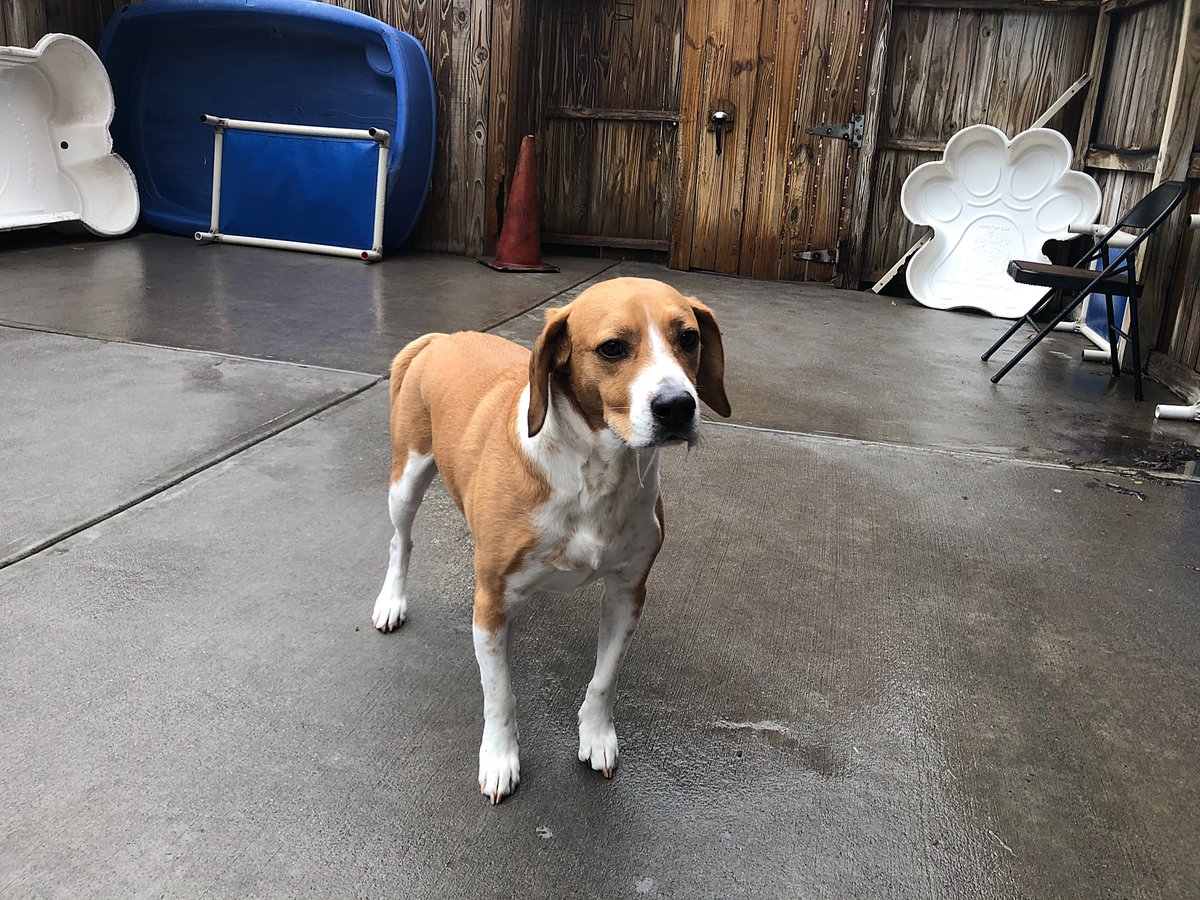 BARKATL's tweet photo. Clancy is a happy #beagle mix that's joining our big dogs for the very first time. We have some big personalities in the room today which was a bit of a shock for #sweet Clancy, but he quickly acclimated and is now running around like he's been here for years. #newdog https://t.co/RjS0UzwneI