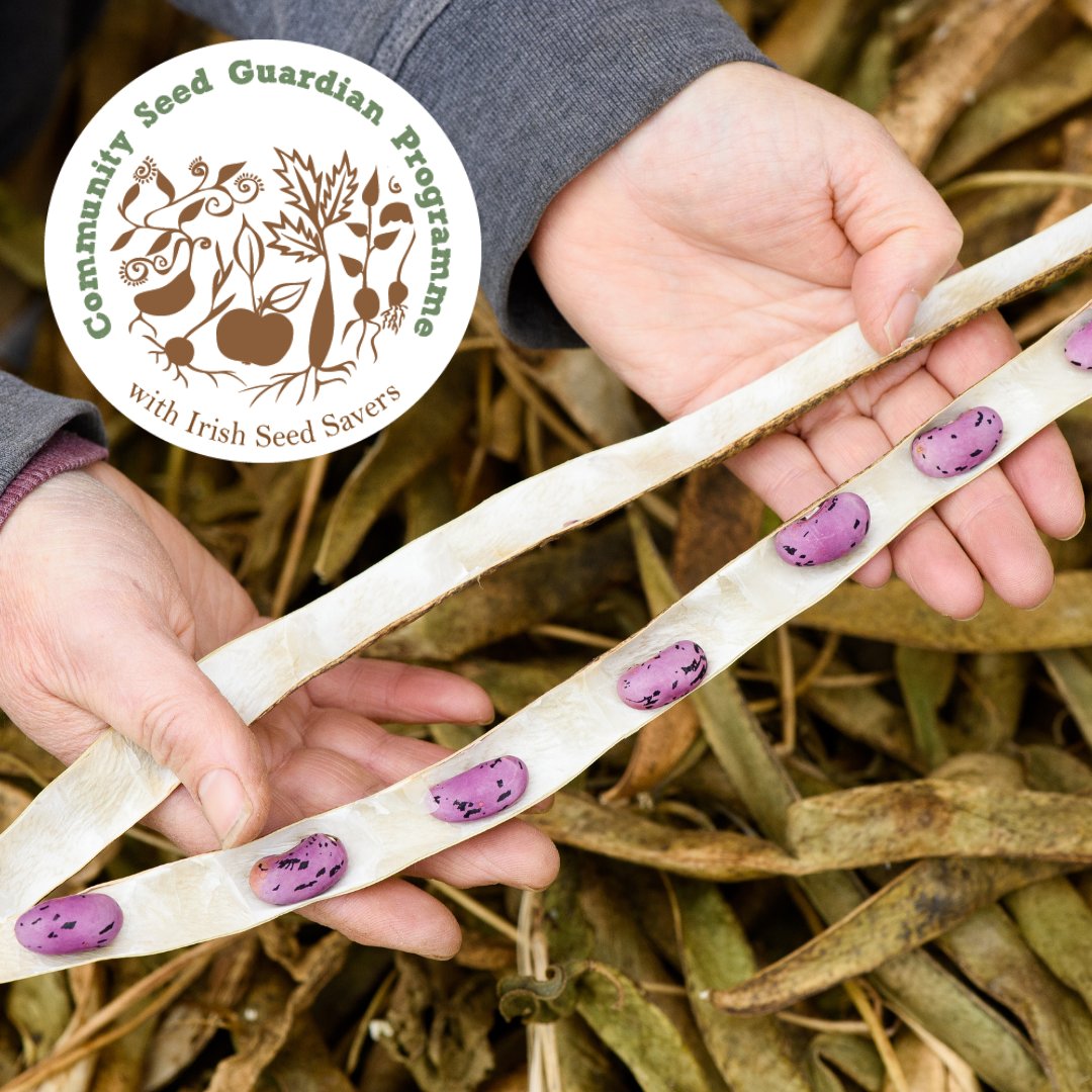 IrishSeedSavers's tweet photo. @IrishSeedSavers is delighted to announce the ten Community Garden Groups selected to participate in the Community Seed Guardian Programme. Thanks to @Rethink_Ireland & @CommunityFound for their support. Read more at https://t.co/TbU4LafDeI https://t.co/h3GHYJwPQ3