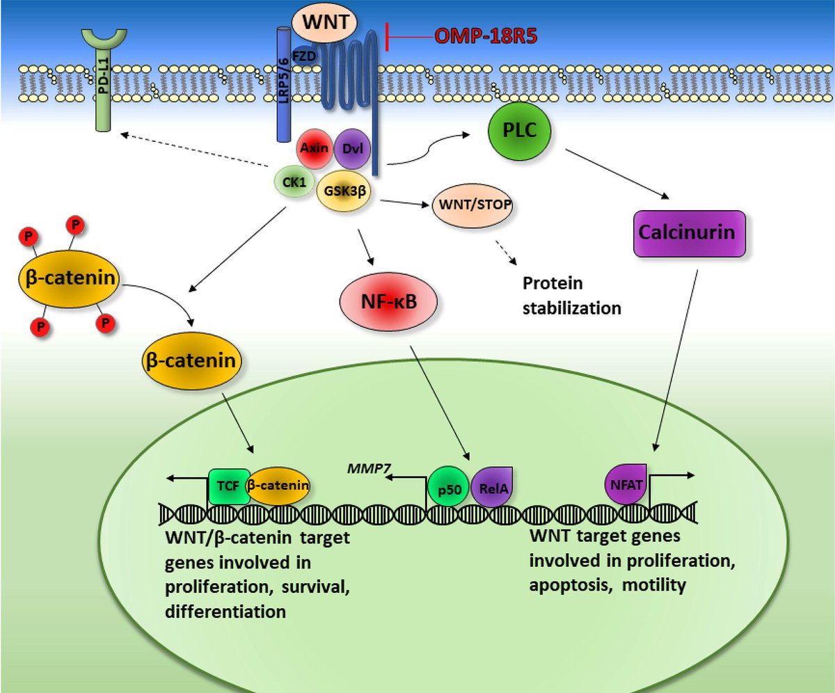 Signaling pathways essential for triple‐negative breast cancer stem‐like cells

#biomarkers #cancerstemcells #stemcells #CSCs #pathways #TargetedTreatment #TumorInitiatingCells #TripleNegativeBreastCancer #TNBC

 bit.ly/3aEDG9C