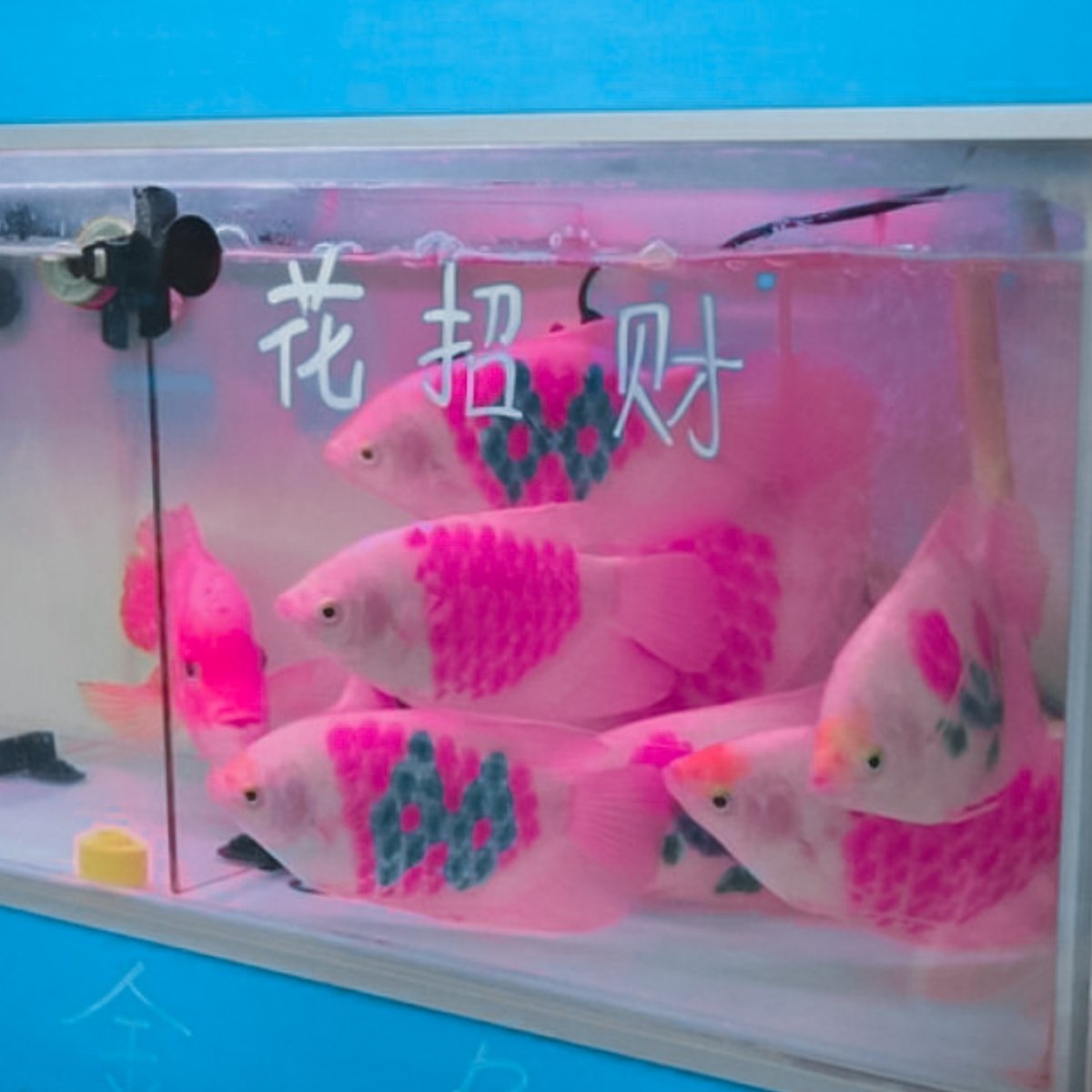 come thru;when you came out of the closet nobody was surprised, you like to listen to abba at full volume, you believe in soulmates and like to make playlist based on your fake scenarios