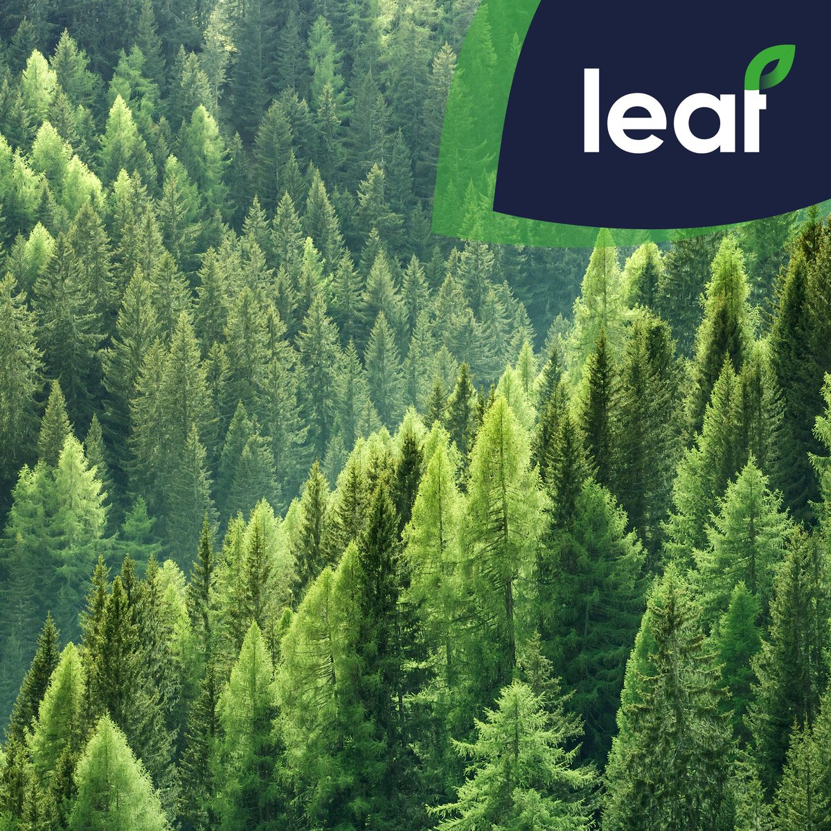 LeafHeat's tweet photo. As part of our commitment to do better and our aim to be carbon neutral, up-to 4 trees 🌲 are planted every month through our choice of web host @ecowebhostinguk . ☺️
https://t.co/8uJsNwmDJO

#heating #plumbing #climatechange  #ecofriendlyliving https://t.co/3HgPW5maUy