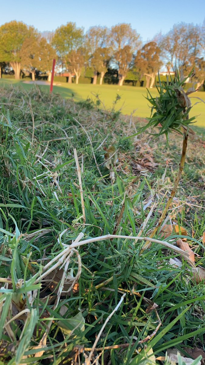 Any Kikuyu growers have any idea why this stuff won’t take off? It’s completely unregulated with PGR’s. Tight leaf growth in a no mow area. I need long leaves not stolons 🤯