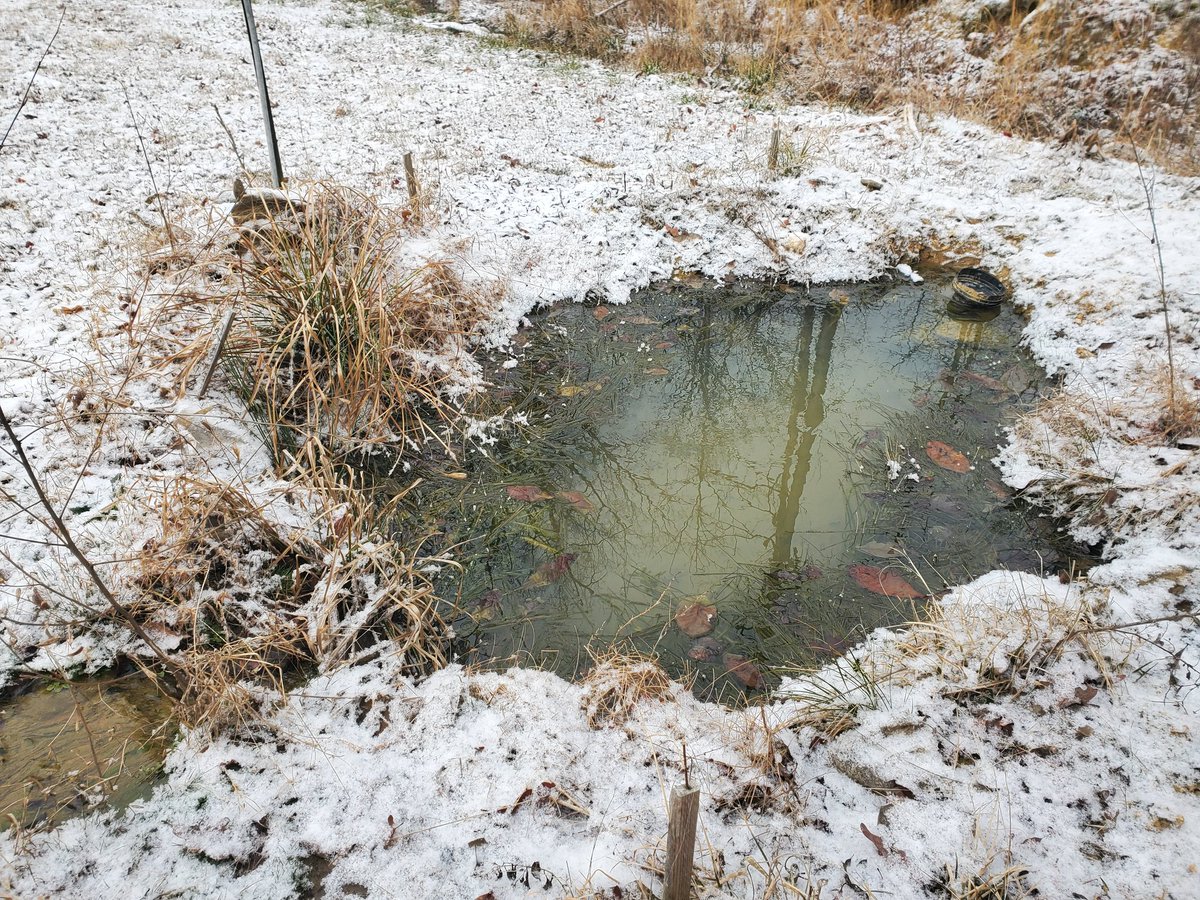 CactusSewnSoil's tweet photo. Our natural pond in snowy day! Koi hiding in the mud. #mudpond #naturalpond #koi #goldfish https://t.co/eH7JoLWM30