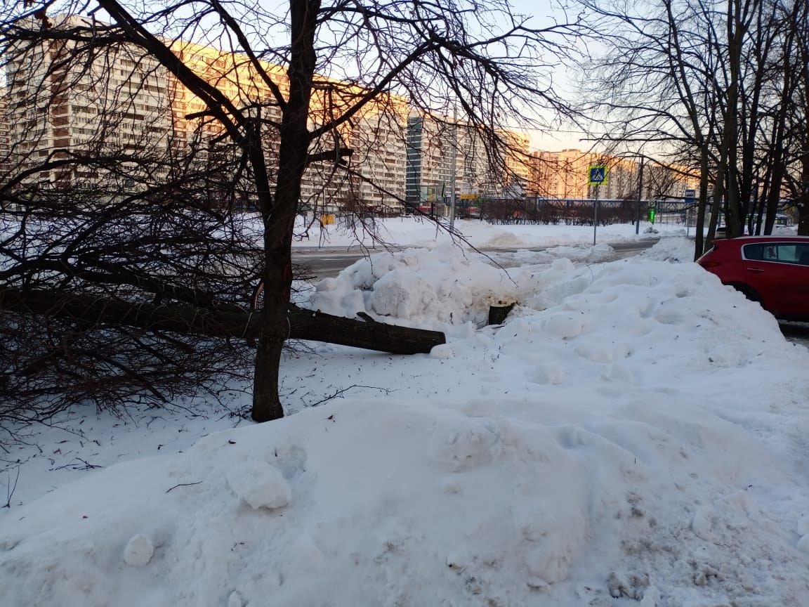 Сегодня произошло настоящее #преступление на федеральной трассе - #Рублёвское шоссе.
В районе домов 99 к. 1 и 2 неизвестными были срублены сразу несколько здоровых деревьев - липы и сосна.
Очень надеемся, что соответствующие ведомства найдут виновных!