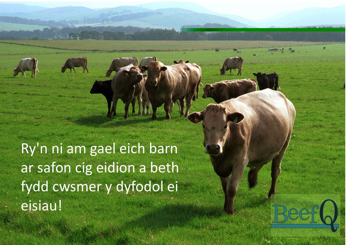 Sut y'n ni'n sicrhau fod cwsmeriaid yn cael y profiad gorau posib wrth fwyta cig eidion?
Mae prosiect @BeefQWales am glywed oddi wrth ffermwyr, proseswyr, manwerthwyr a chogyddion i gael eich barn 
beefq.wales/survey.html