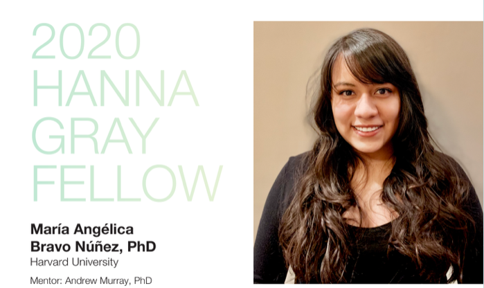 Well deserved congratulations to @MariangeBravo on her selection as a 2020 HHMI Hanna Gray Fellow!!! She's done beautiful work in the @ZandersLab at @ScienceStowers and I can't wait to see what she does next @MCB_Harvard!

#HannaGrayFellows