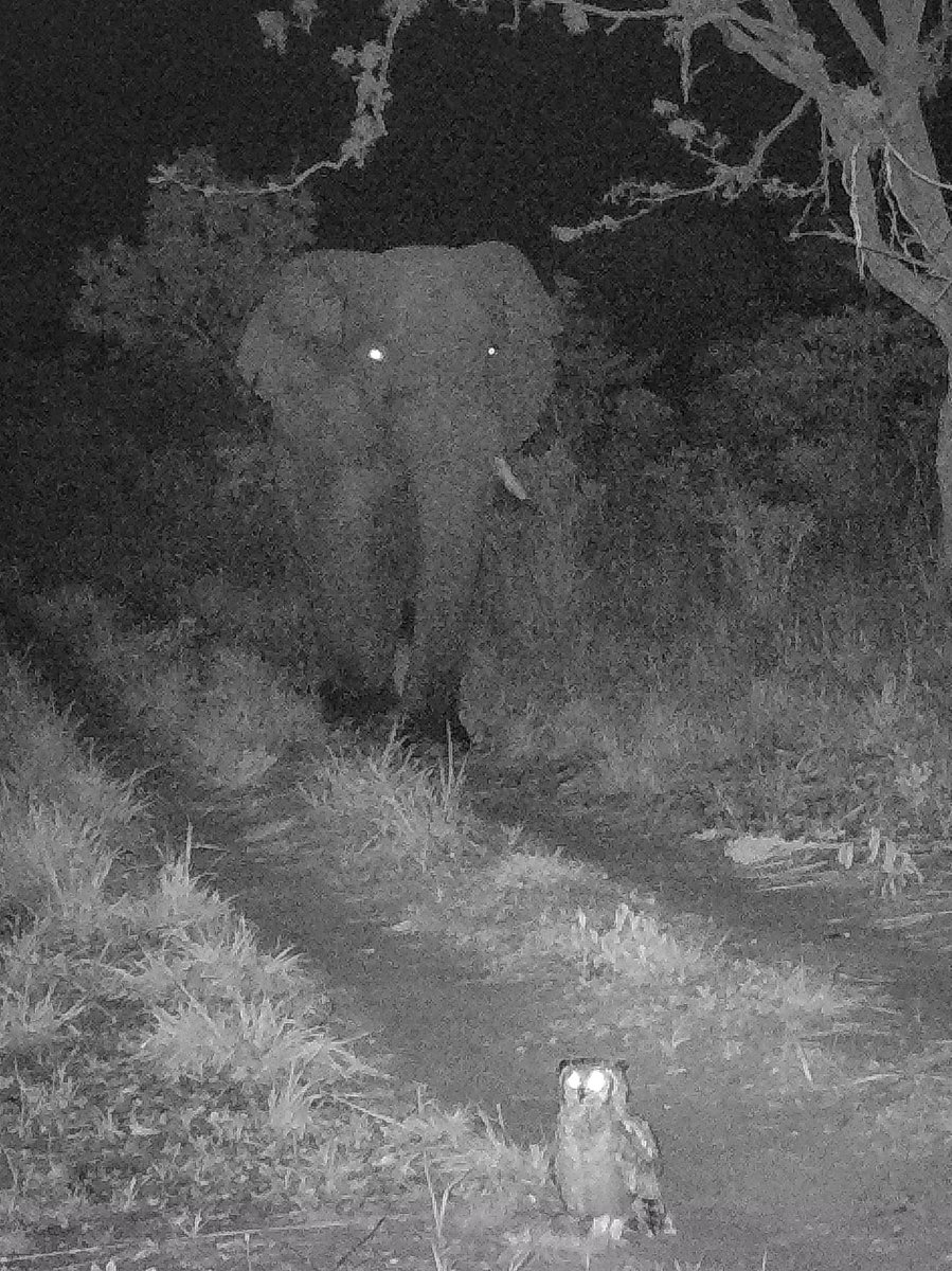 Camera trapping gold @mammalweb Charles Taylor one of the elephant bulls meets up with an owl!  Charles is not seen very often, so its great to get this photo of him. We can identify him as he has only one tusk and his ears are very ragged.