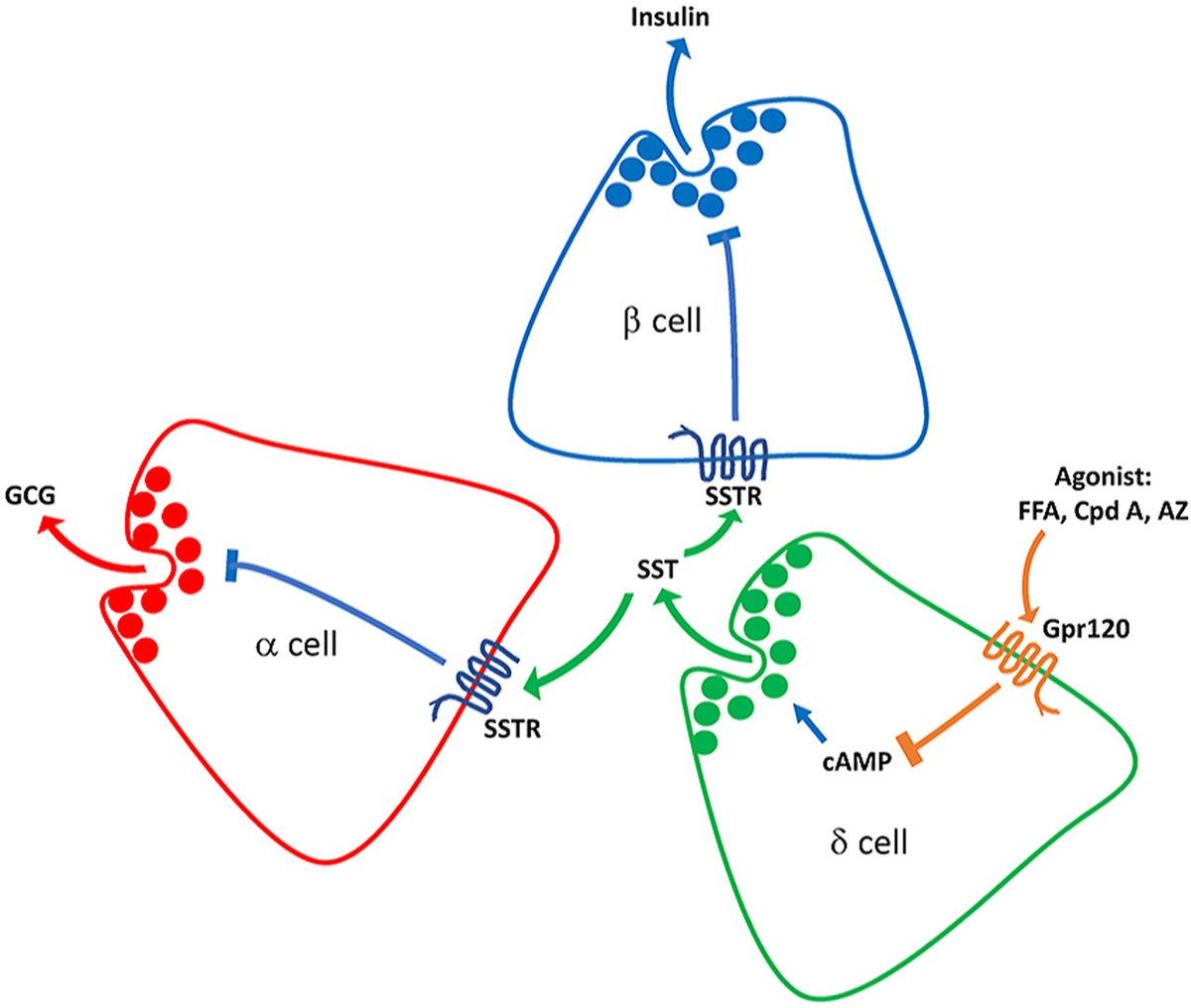 MolMetab's tweet photo. The free #fatty #acid #receptor 4 regulates #hormone #secretion in the #pancreas via expression in the delta-cells of the islet.
@VPoitout @CRCHUM @MDRC_CRDM

➡️https://t.co/LIOZiZBDAV https://t.co/VNLXgZMUp7