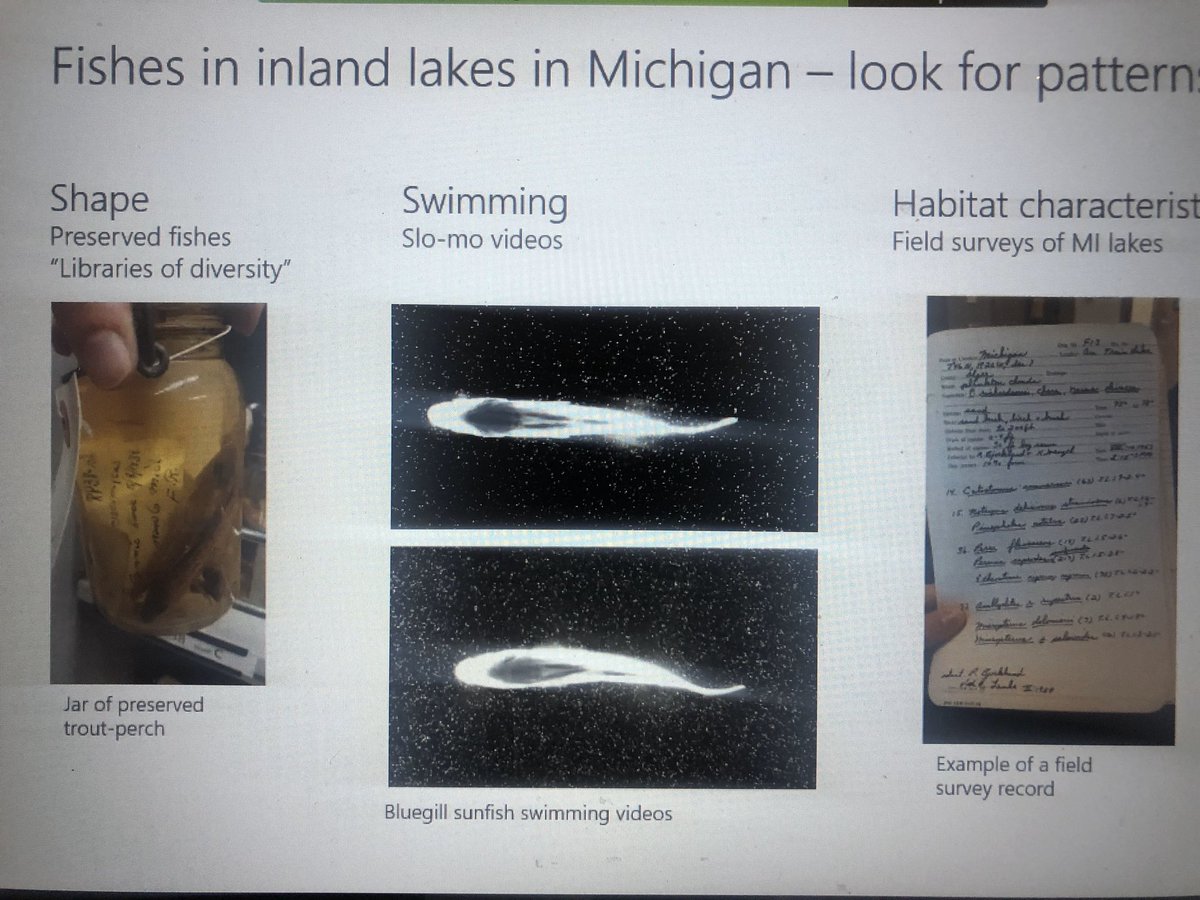 Another big thanks to <a href="/kelseynlucas/">Kelsey N. Lucas</a> for discussing post doc work <a href="/UMich/">University of Michigan</a> w/ <a href="/kmalofs/">Karen Alofs</a> . We will just keep swimming, just like your fish!