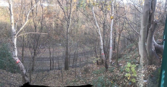 Armley Trees tweet media