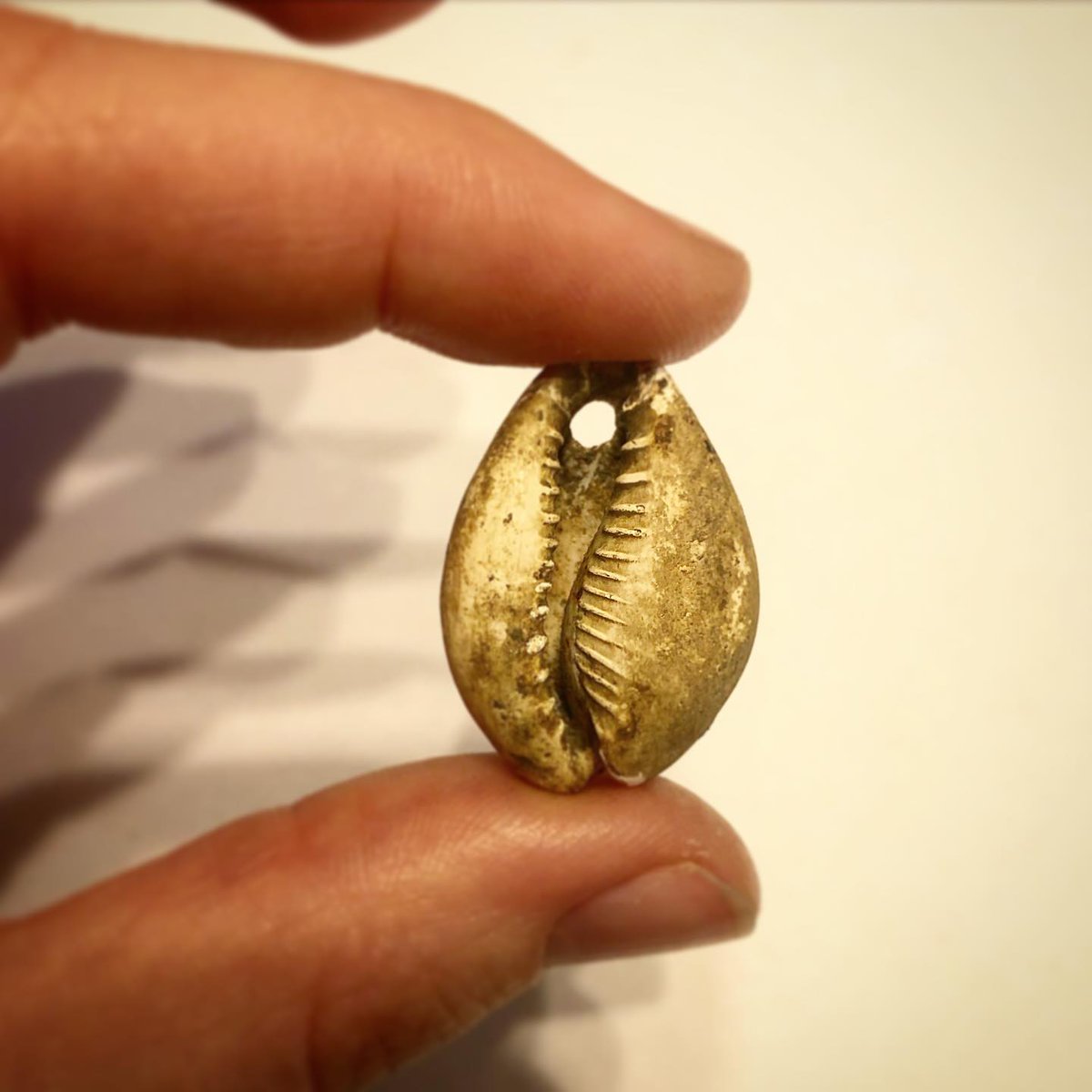 Thread: We have a very special find to share with you today. This pierced cowrie shell was recovered from a deposit sitting atop an 18th-century privy during excavations in the basement of Lathrop Place, a set of 1835 row houses in the area known as North Square, which has been..