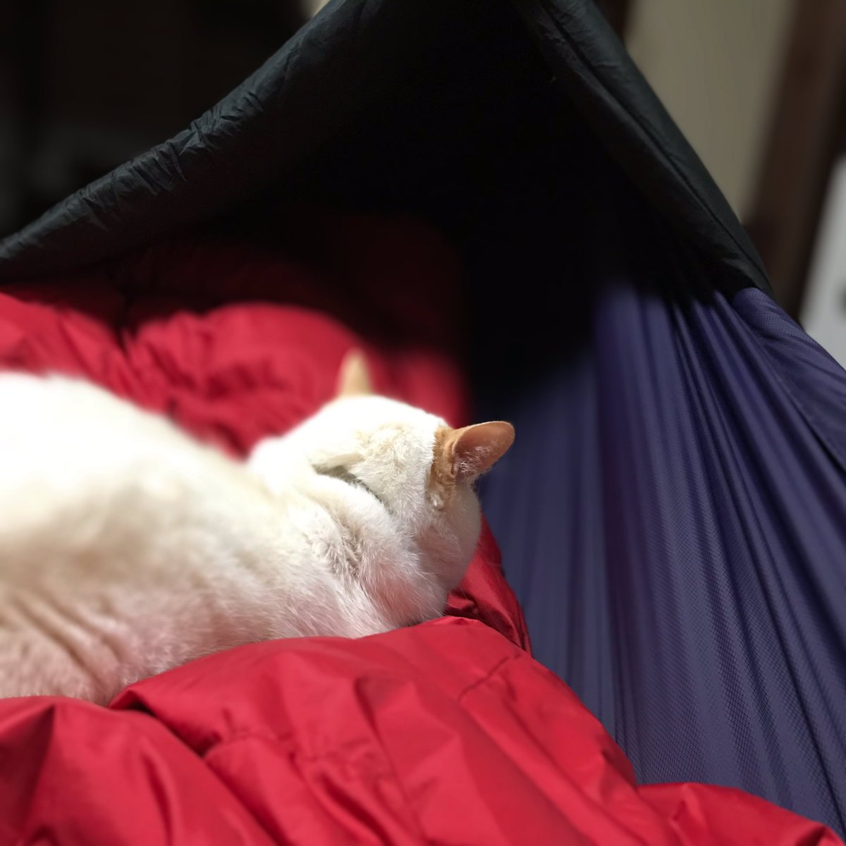 a_hammock_love's tweet photo. ついにClimashield APEX - 7.5 oz/sqの中綿入りハンモック完成‼️🙌
今夜は-1℃まで気温が下がる予想だからとりあえず寝てみる‼️😆
おやすみなさーい💤
@ripstoproll
#ClimashieldAPEX
#HyperD
#myog
#diyhammock https://t.co/us5GWBE9Di