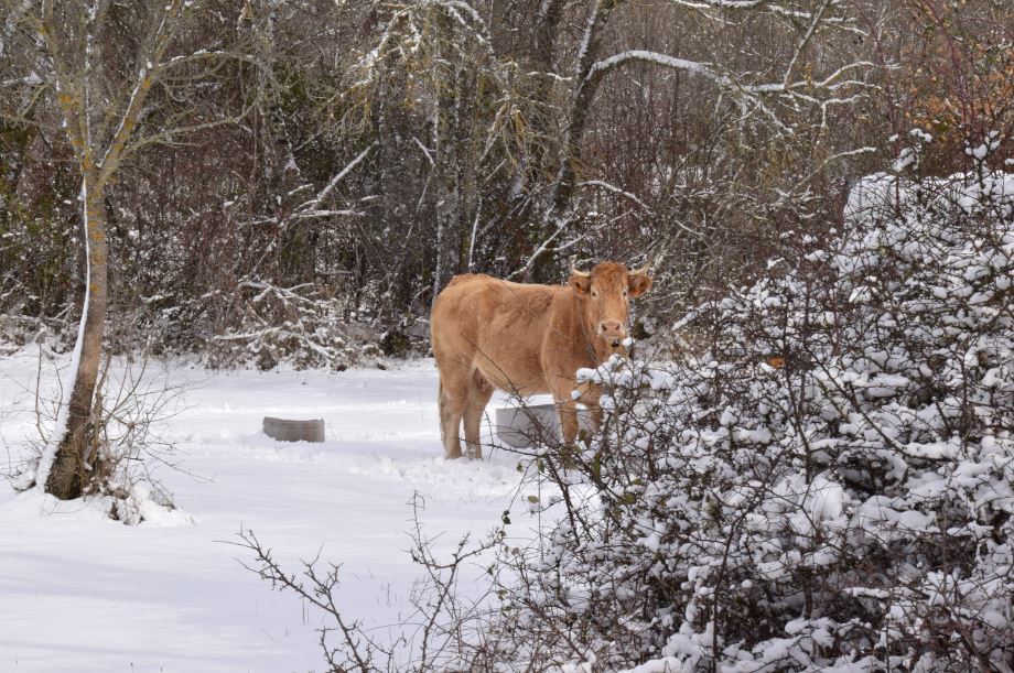 Rural Cebollera, Urbión y Cameros tweet media