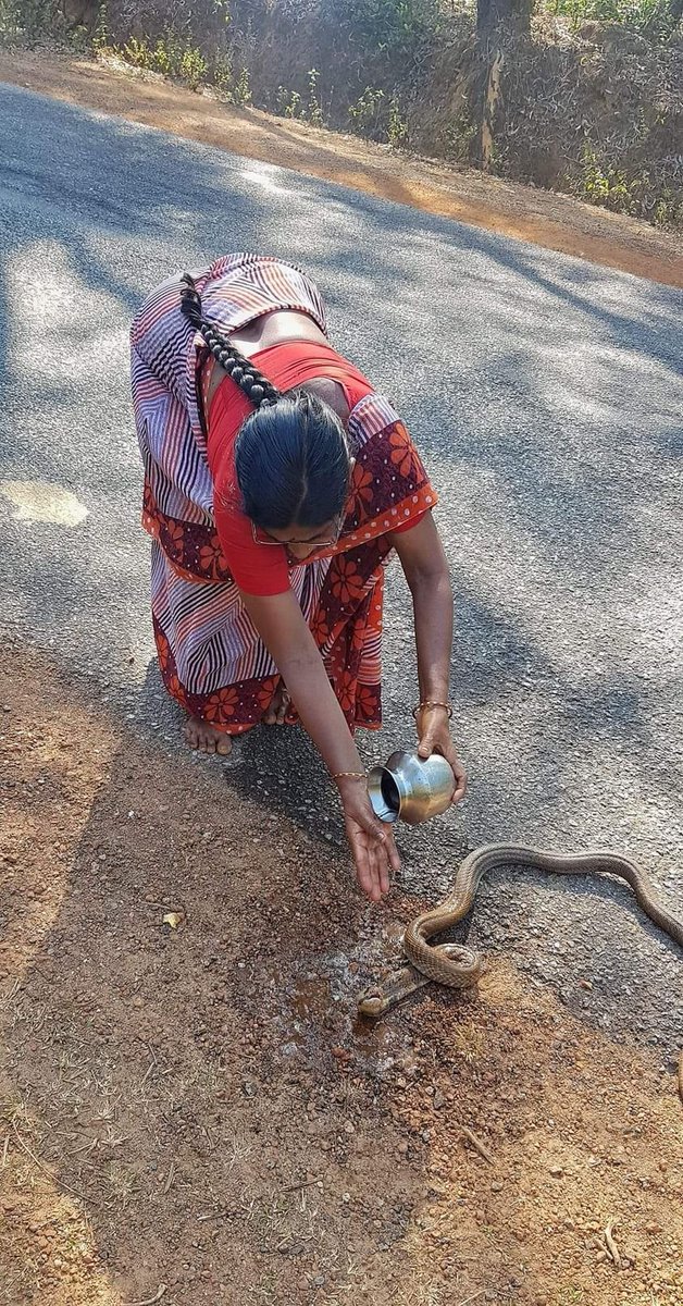 snakeymama's tweet photo. A year ago in India (James Adam of Natural Selections Tours): This was the day before yesterday in India's Western Ghats near Someshwara Wildlife Sanctuary. Our vehicle came upon this spectacled cobra that had been hit by a car and we pulled over upon seeing it was still moving. https://t.co/TN2QYIgSNl